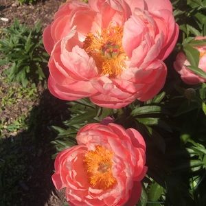 Meet your Posher, Kayley